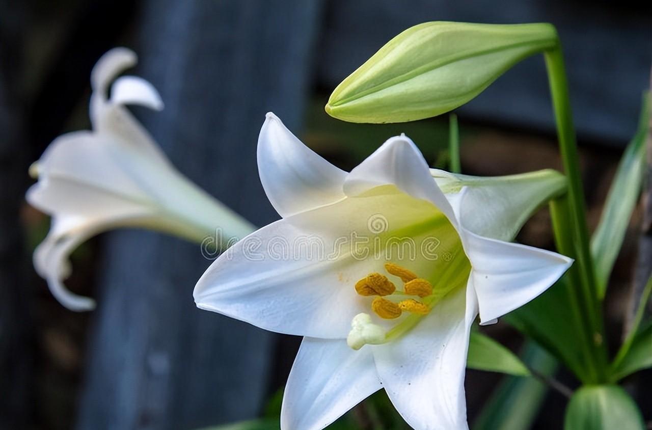 百合花古诗大全（百合花诗集）