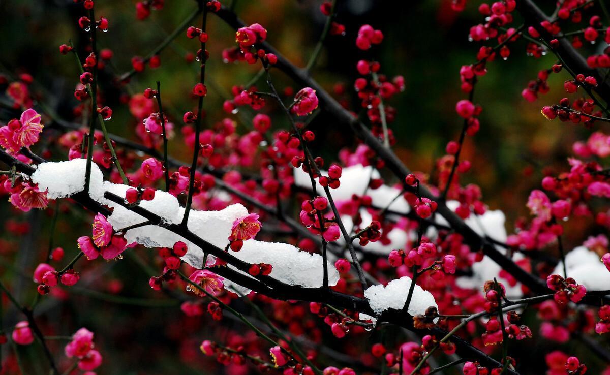 描写雪景的优美诗句集锦（描写雪景的诗句大全）