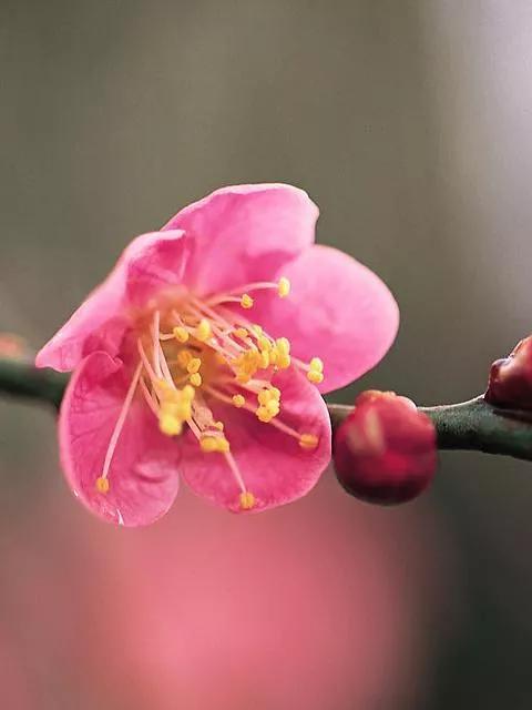 花如人生感悟的句子短句（人生如花的句子）