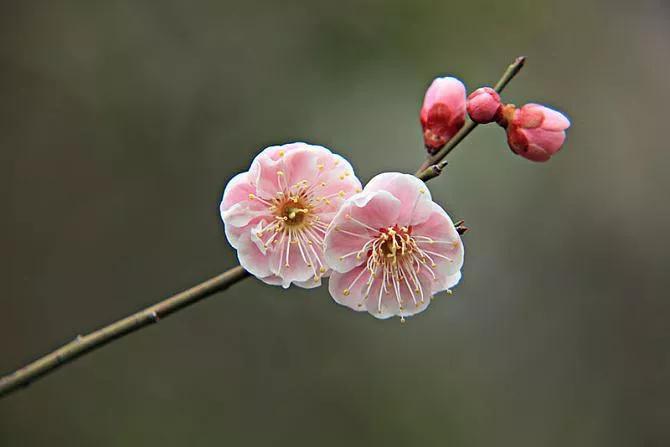 花如人生感悟的句子短句（人生如花的句子）