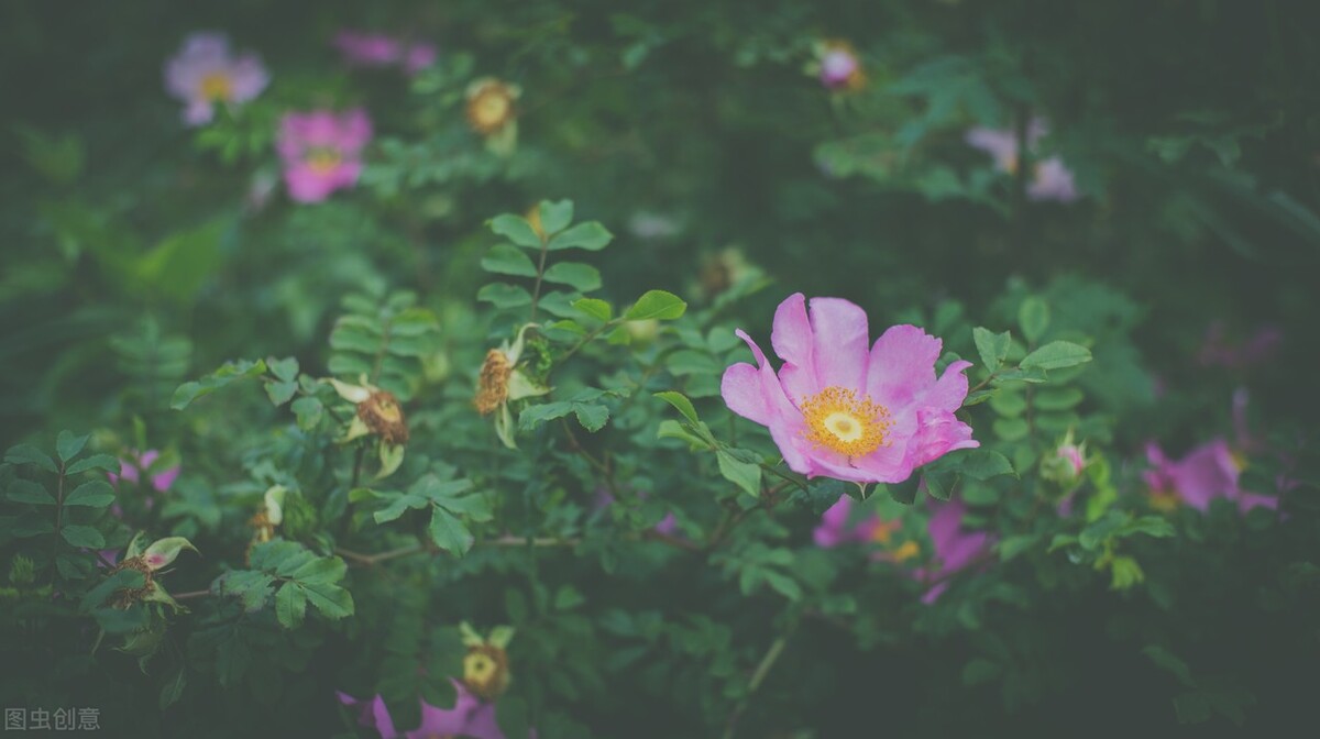 写花草的优美段落（小学写景作文素材）