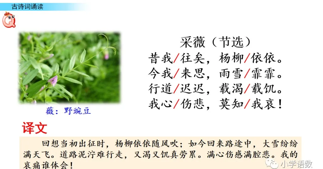 部编语文六年级下册古诗词《采薇（节选）》知识点+图文解读+练习