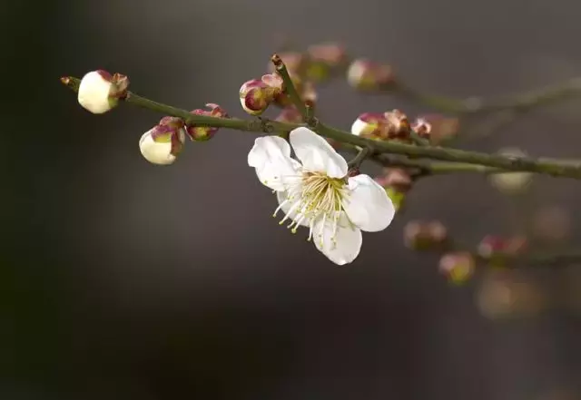 关于友情的诗句有哪些（表达真挚友情的诗句）