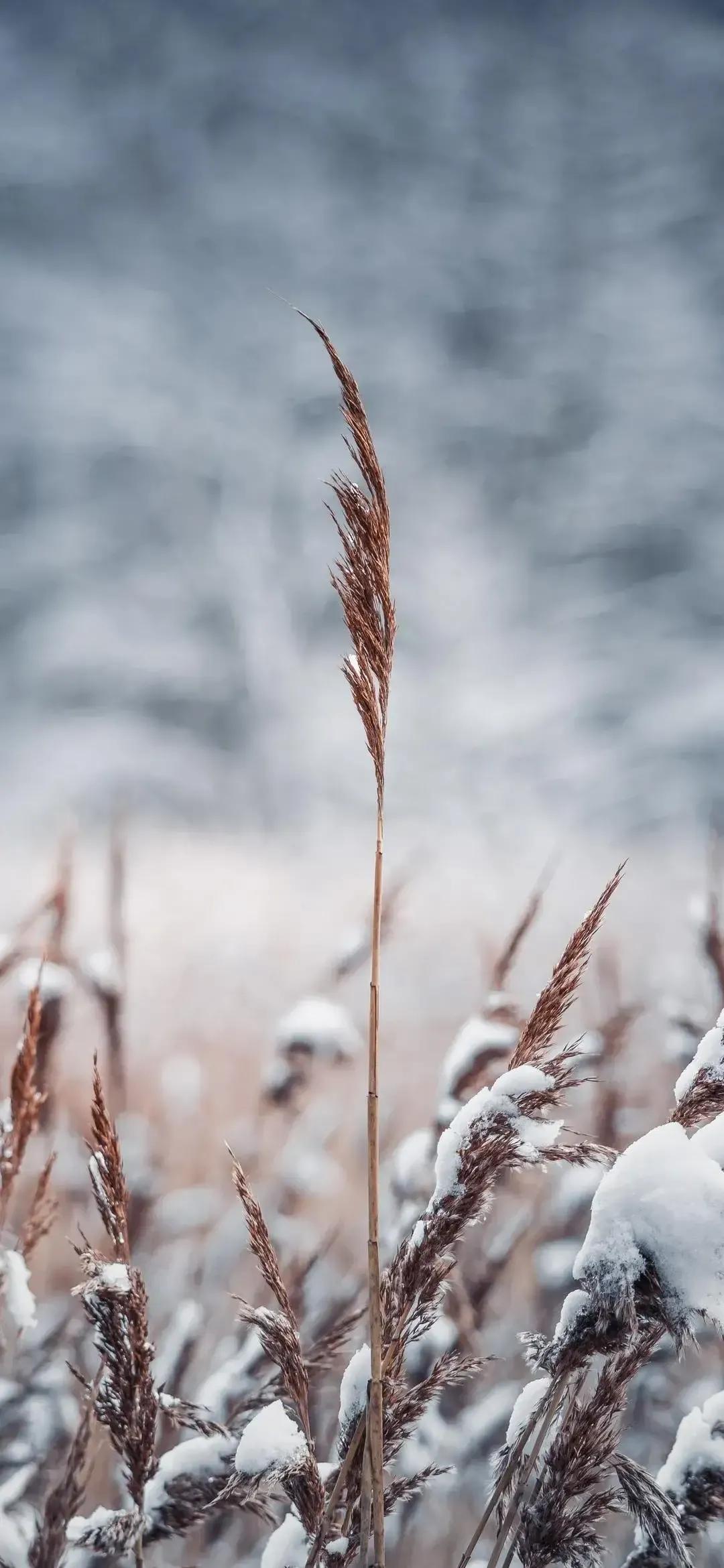 赞美雪的诗句（关于雪的诗句著名）