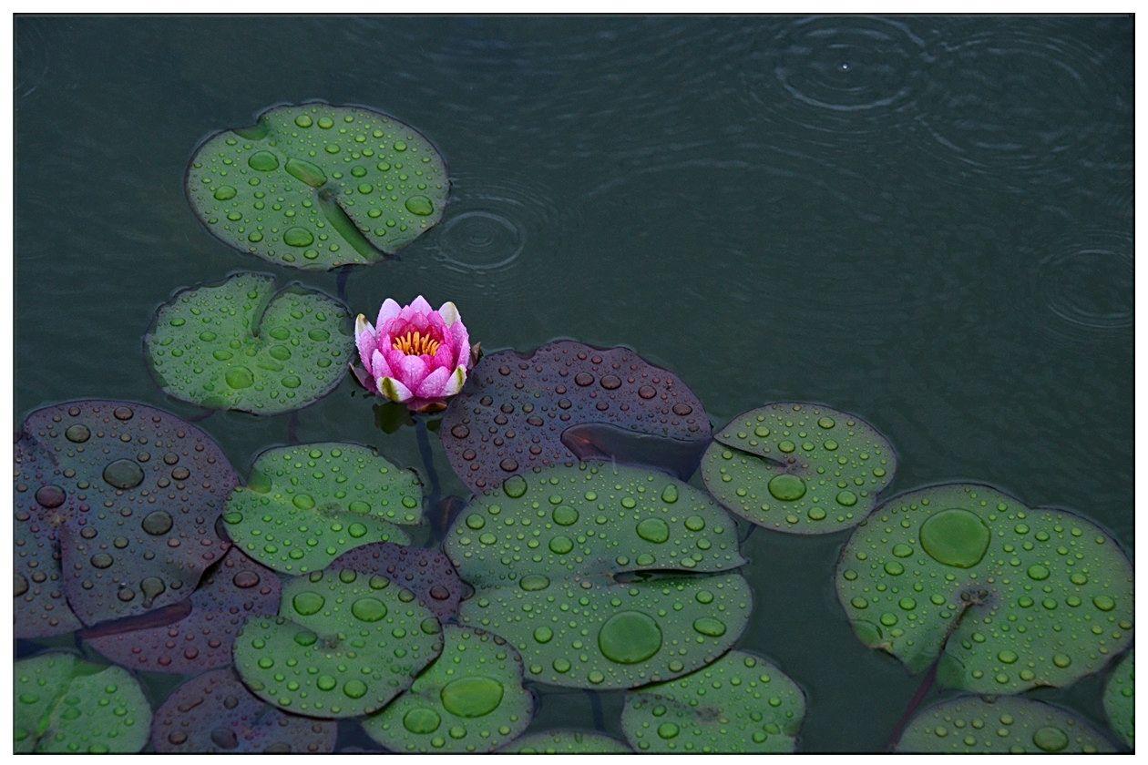 我们最熟悉的唐词：西塞山前白鹭飞，桃花流水鳜鱼肥