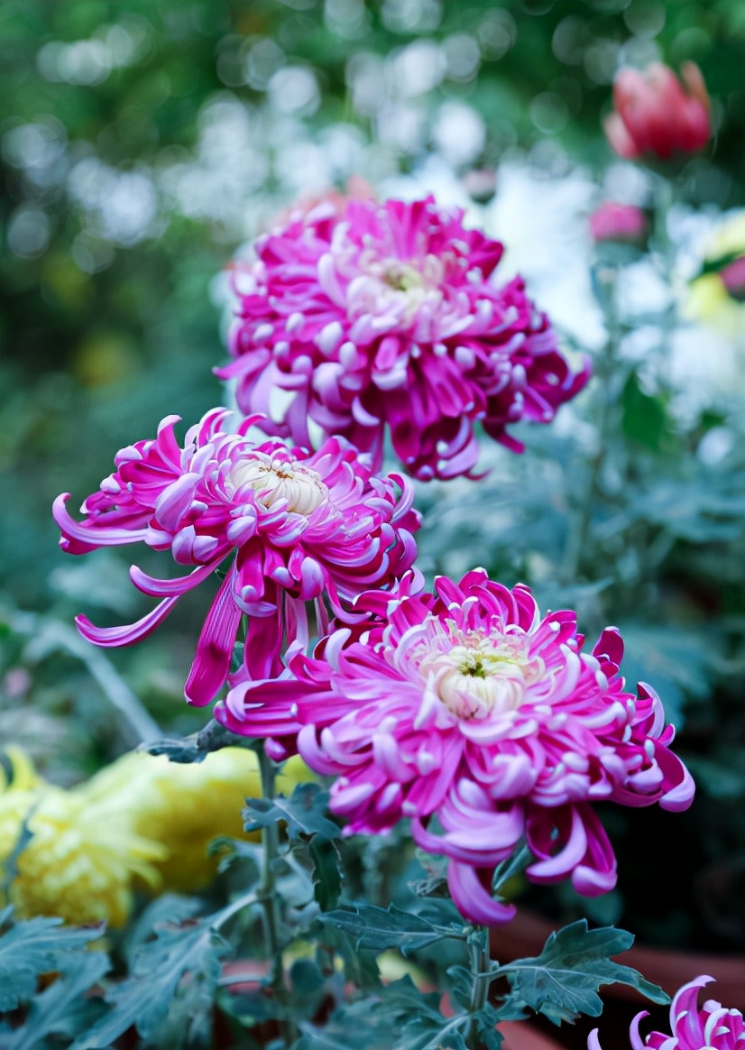 吟菊花七律诗（精选菊花古诗十七首）