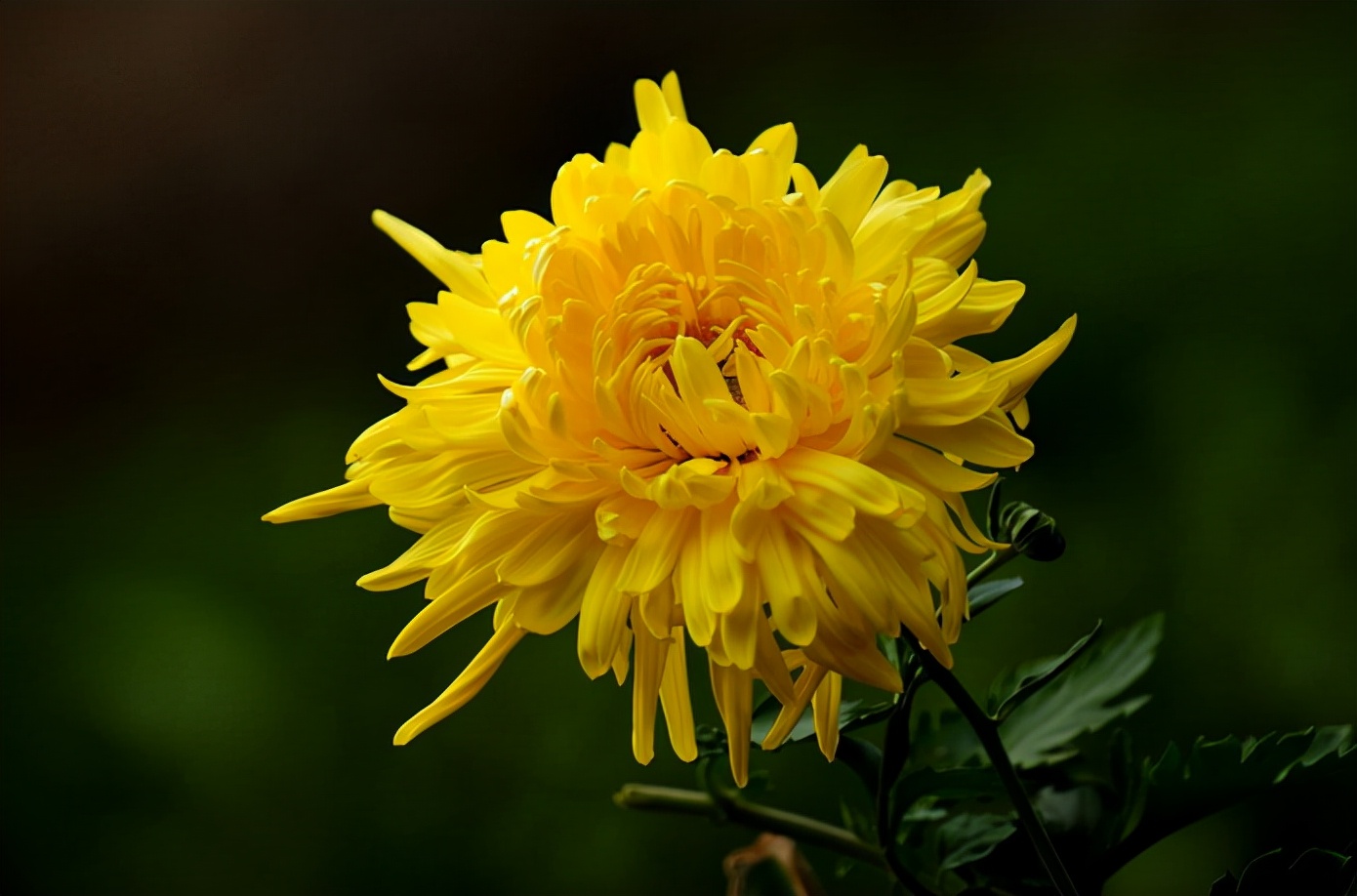 吟菊花七律诗（精选菊花古诗十七首）