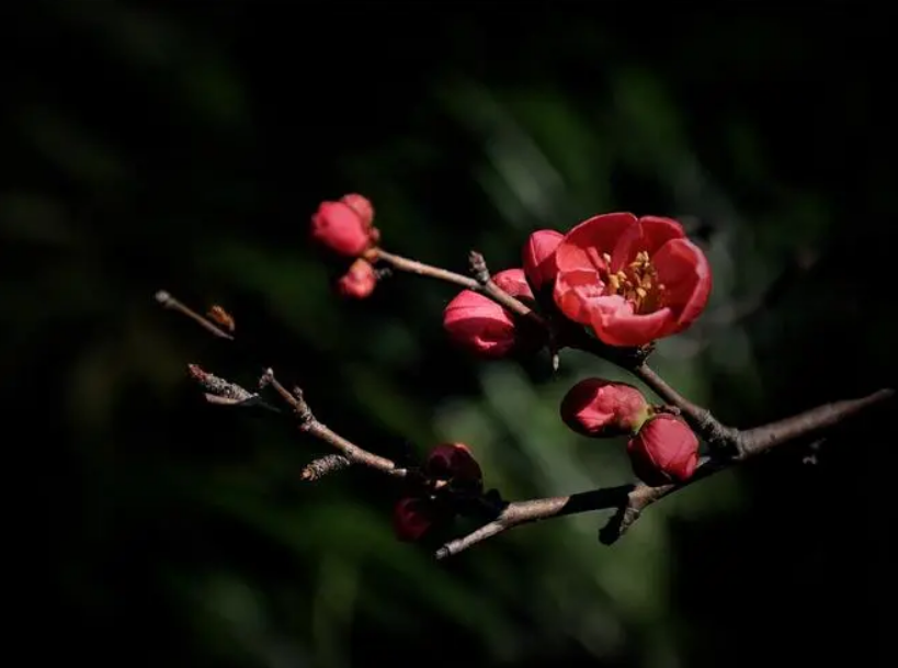 十二首春日诗词赏析（春古诗词十二首）