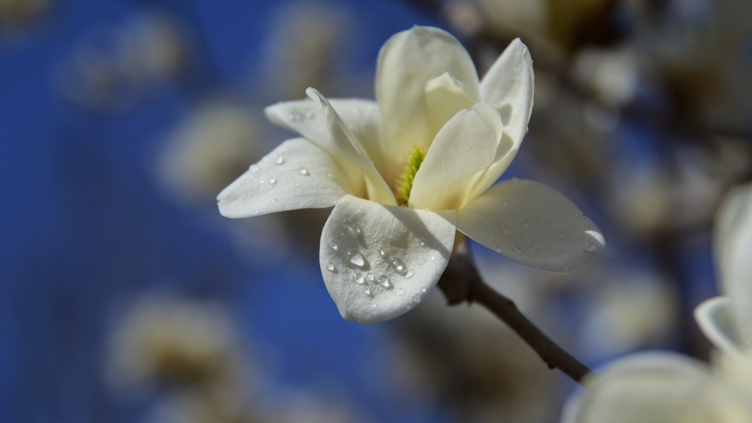 玉兰花的优美诗词（形容玉兰花的唯美诗词）