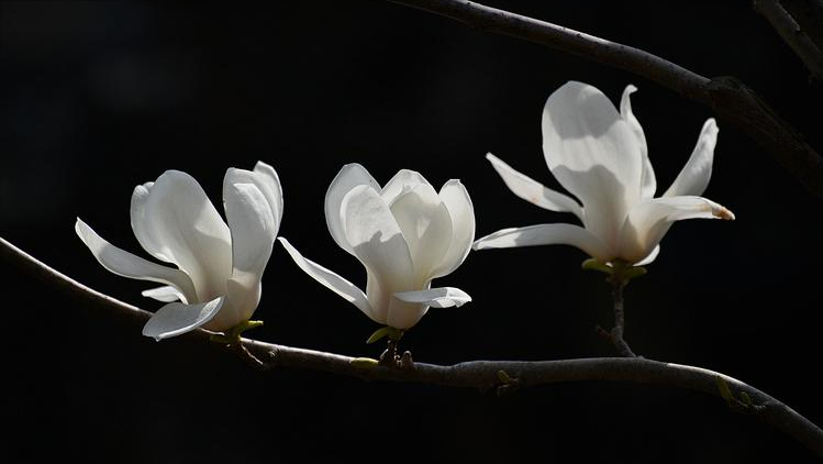 玉兰花的优美诗词（形容玉兰花的唯美诗词）