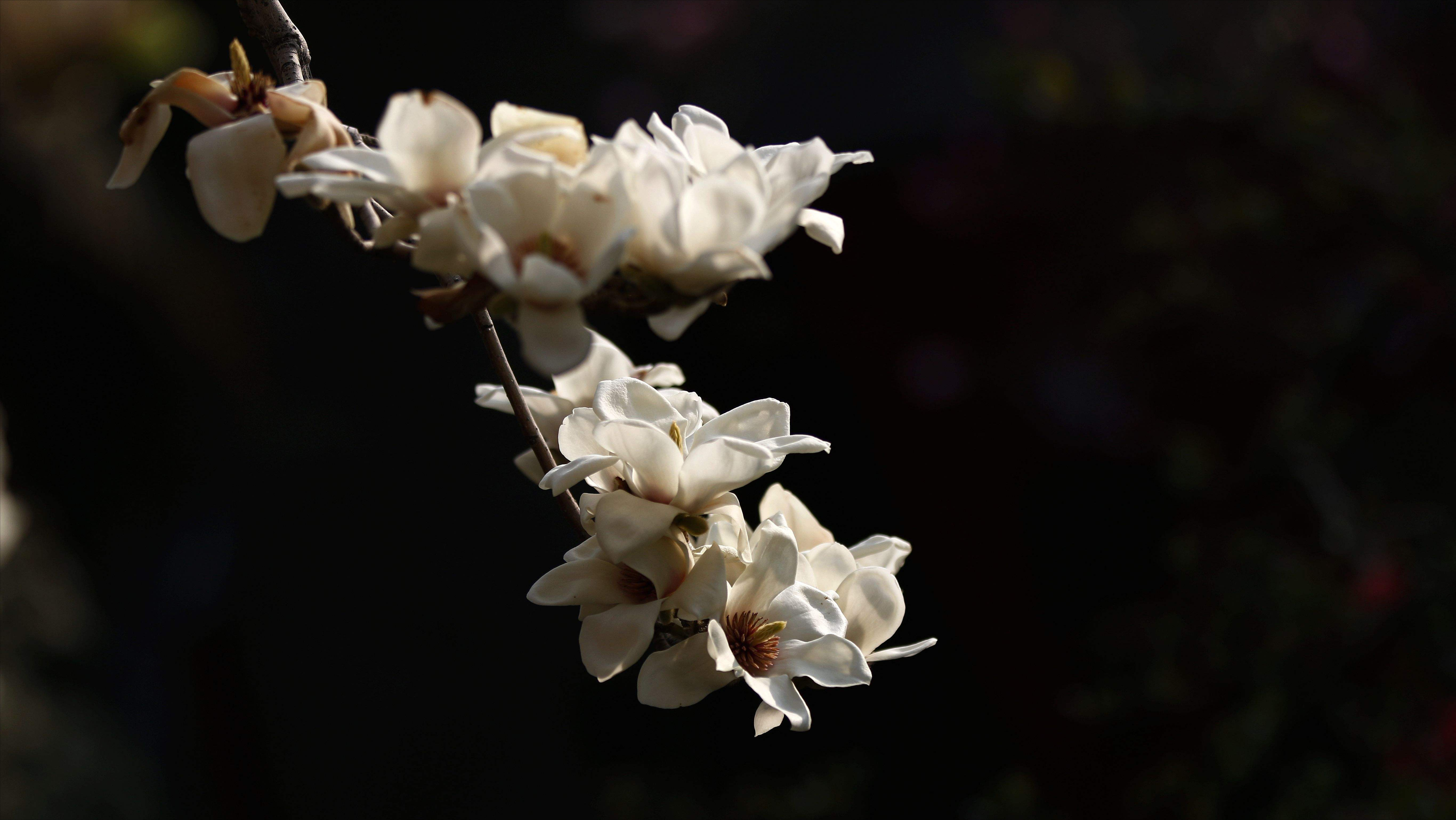 玉兰花的优美诗词（形容玉兰花的唯美诗词）