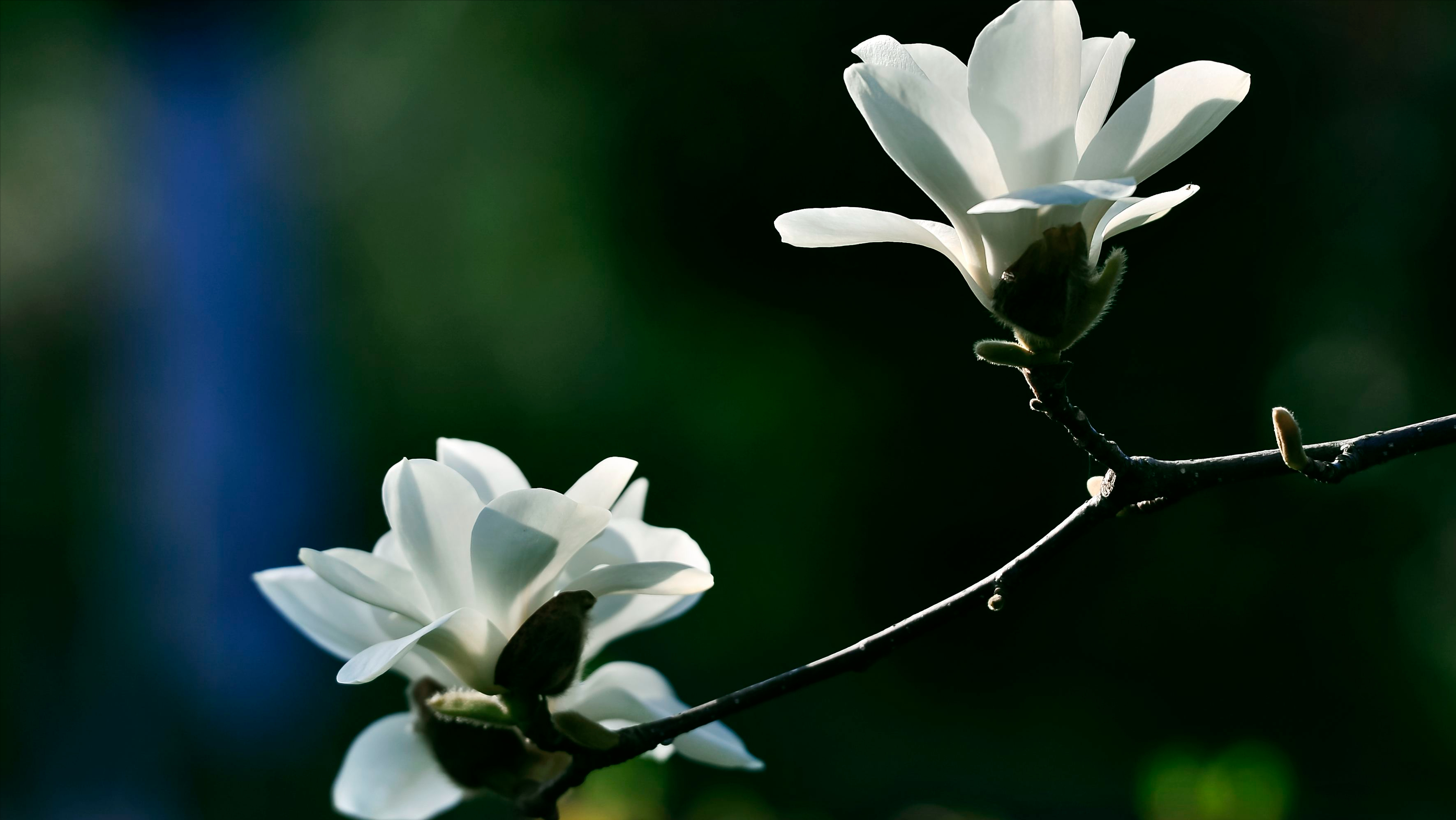 玉兰花的优美诗词（形容玉兰花的唯美诗词）