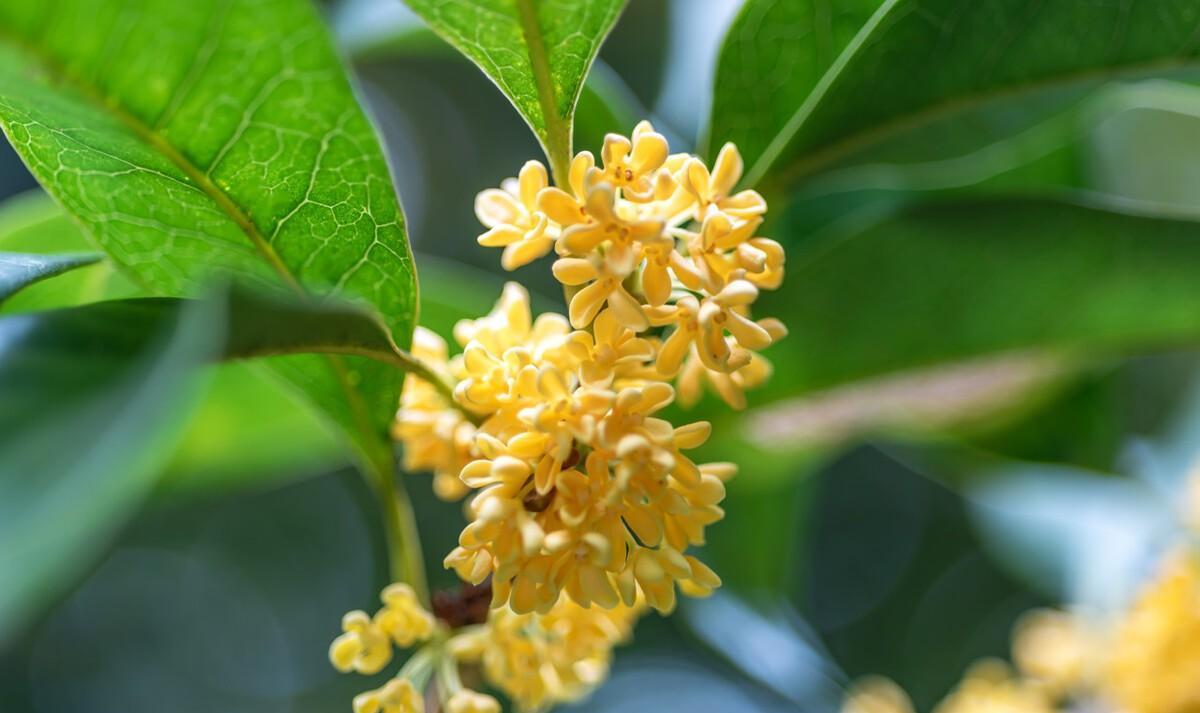 桂花分外香的诗句（桂花香诗词大全）