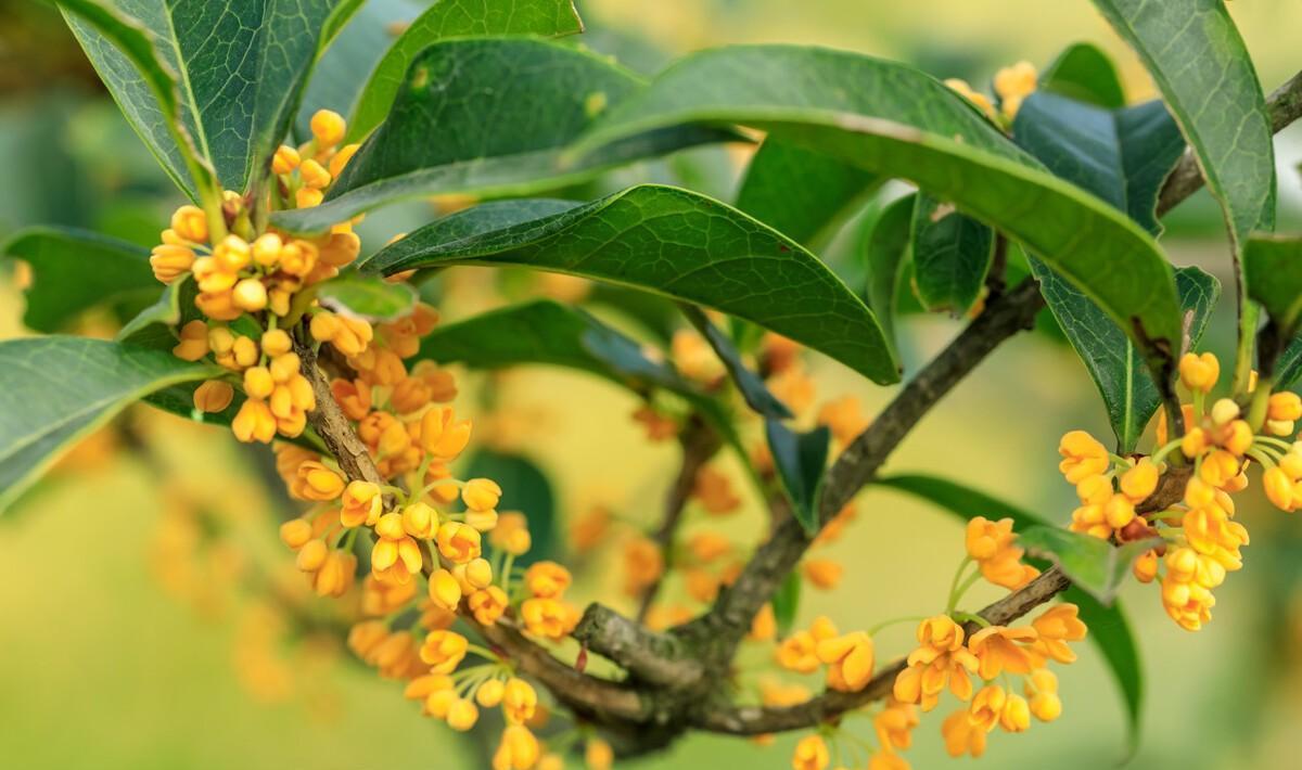 桂花分外香的诗句（桂花香诗词大全）