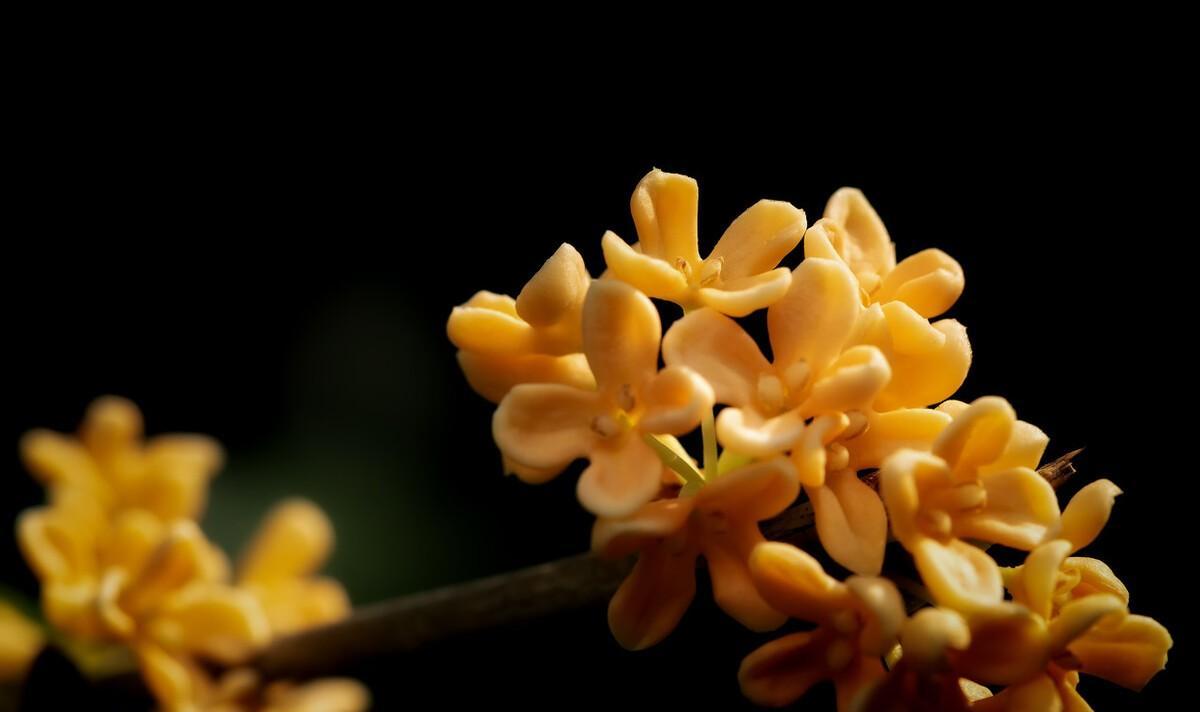 桂花分外香的诗句（桂花香诗词大全）