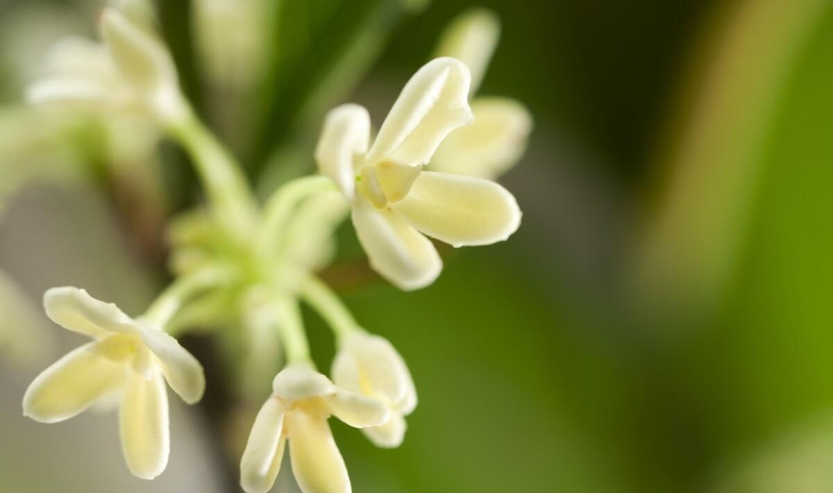 桂花又开了 抒情散文（桂花开了散文）