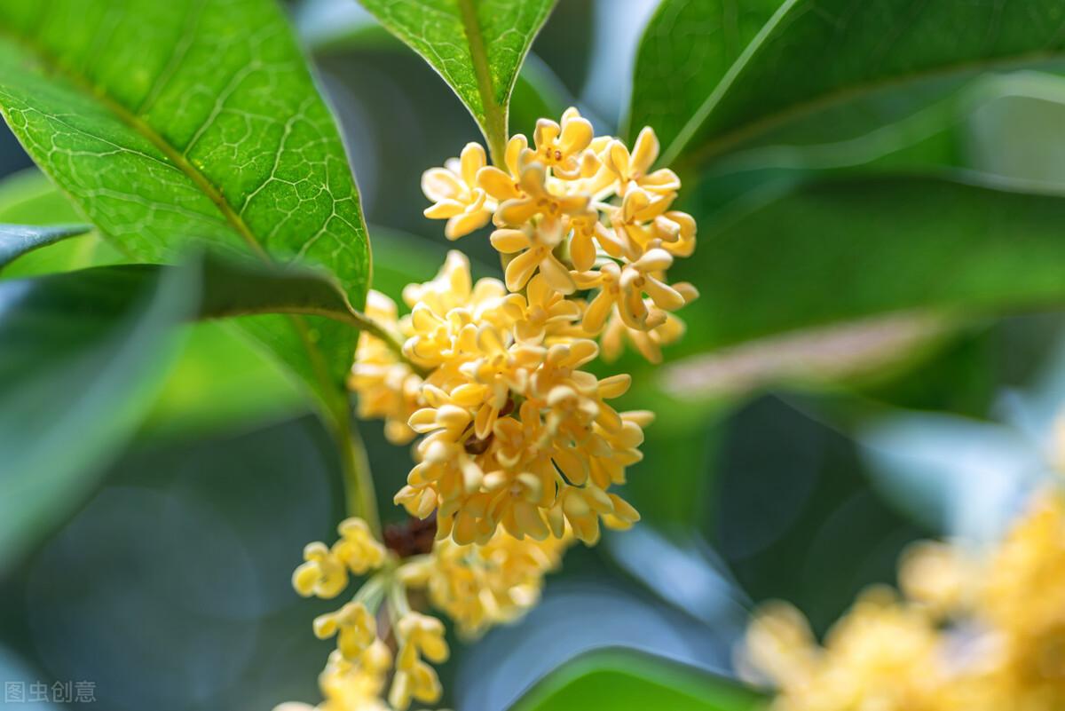 发桂花香的朋友圈文案（秋天桂花飘香的句子）