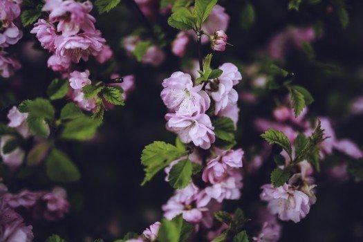 宋词之美，李清照《菩萨蛮》，沉水卧时烧，香消酒未消