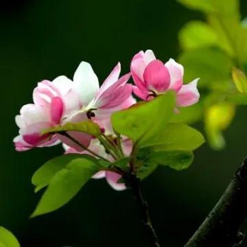 海棠花丨花开一袭红妆，花落一地相思