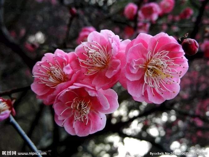 花如人生感悟的句子短句（人生如花的句子）