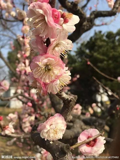 花如人生感悟的句子短句（人生如花的句子）