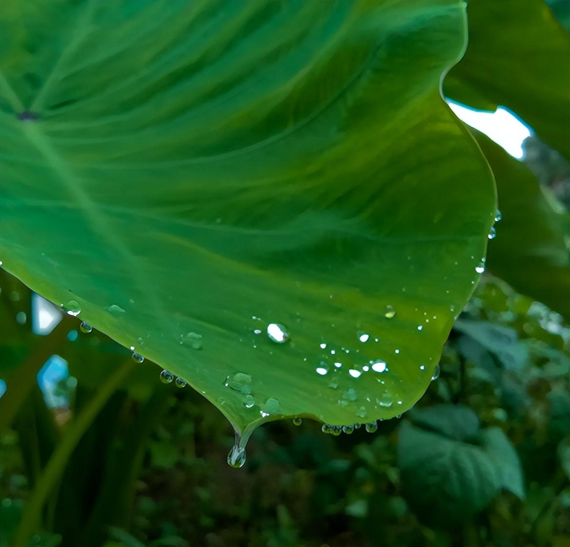 形容夏天滂沱大雨的诗句（描述大雨磅礴的诗句）