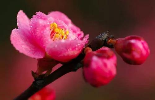 花如人生感悟的句子短句（人生如花的句子）