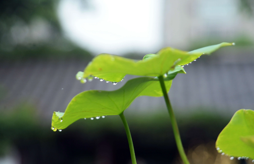 形容夏天滂沱大雨的诗句（描述大雨磅礴的诗句）