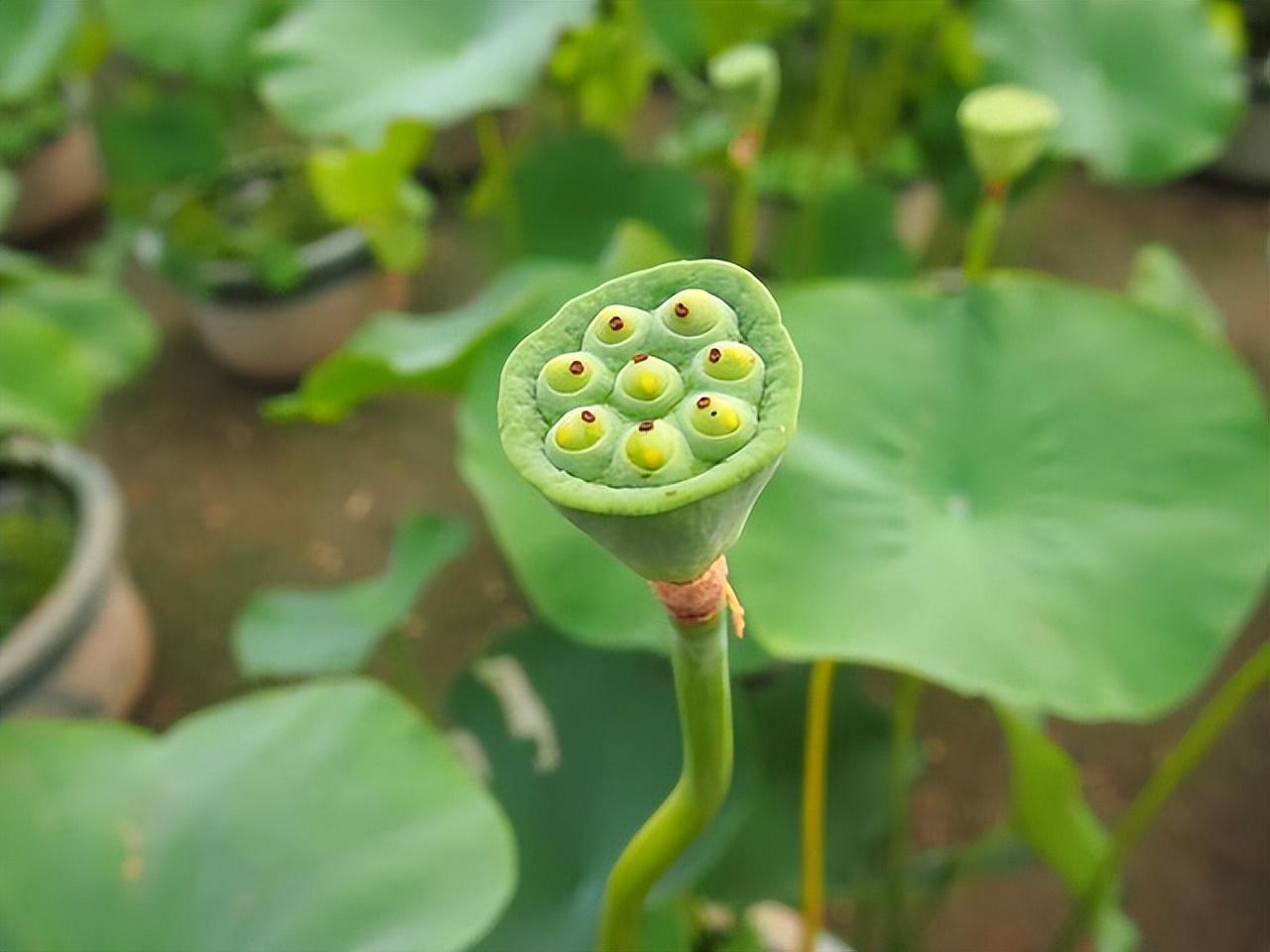 古代描写儿童的诗词（写儿童的诗句）