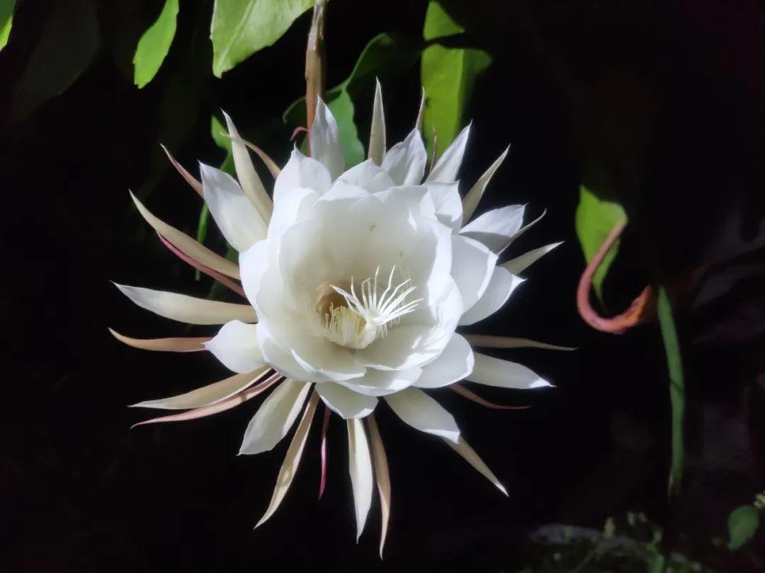 十首昙花的诗词名句（写昙花最著名的古诗句）