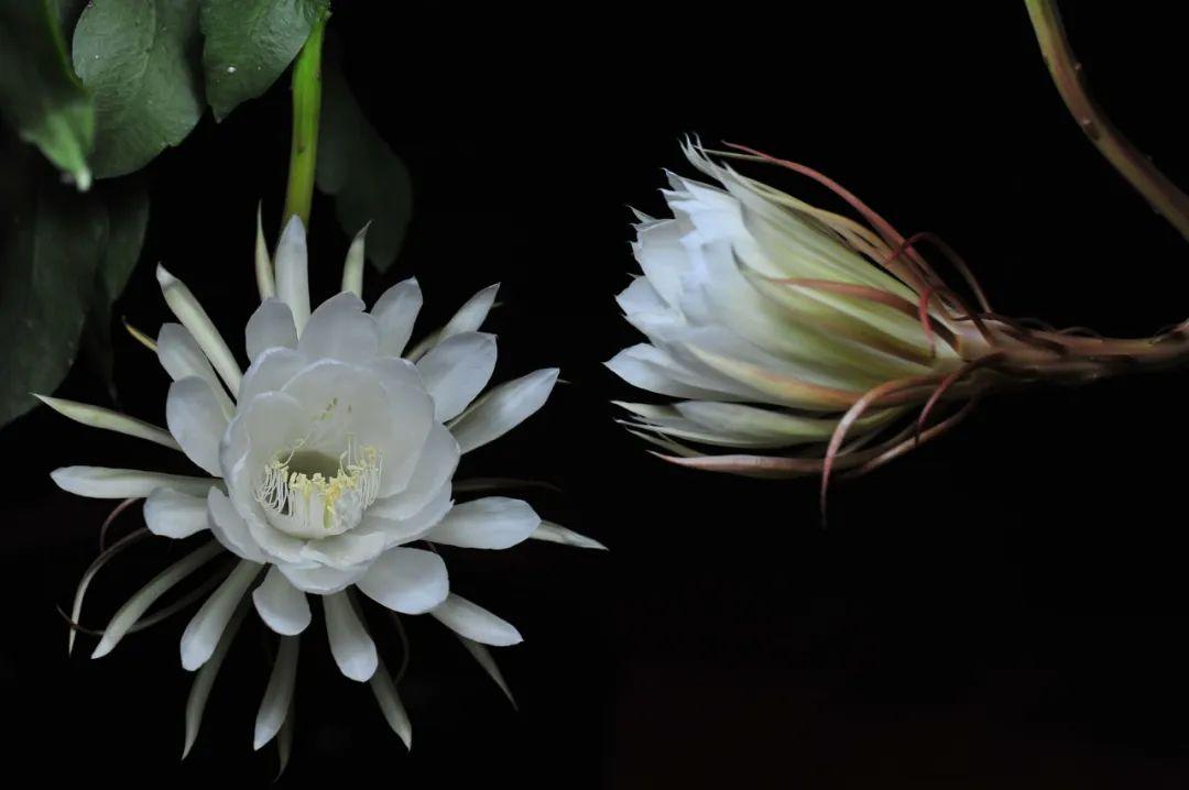 十首昙花的诗词名句（写昙花最著名的古诗句）