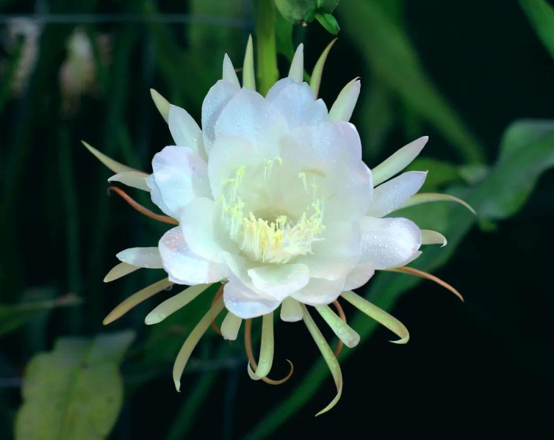 十首昙花的诗词名句（写昙花最著名的古诗句）