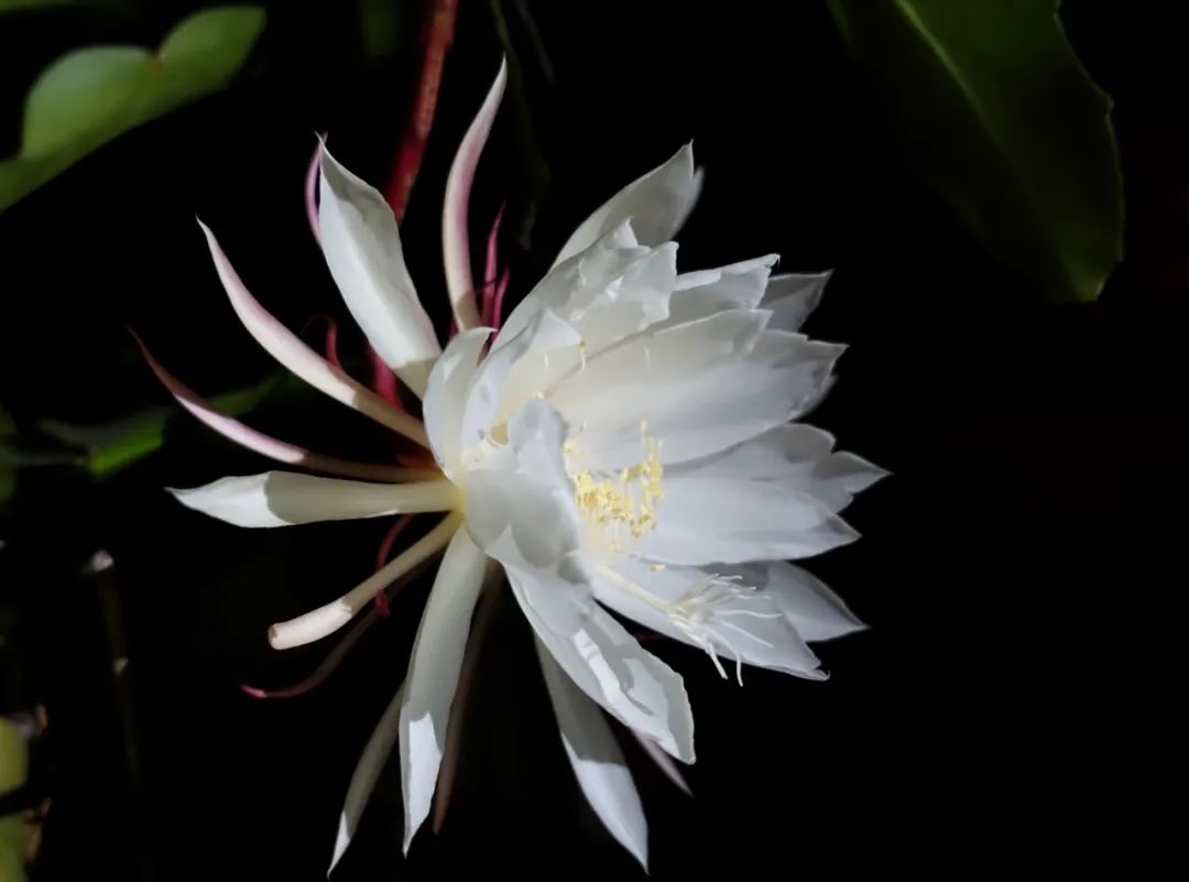 十首昙花的诗词名句（写昙花最著名的古诗句）