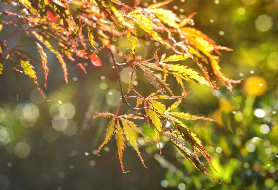 静听秋雨意境很美的诗句（秋日听雨,让下雨天美到心醉! 品读好诗词）