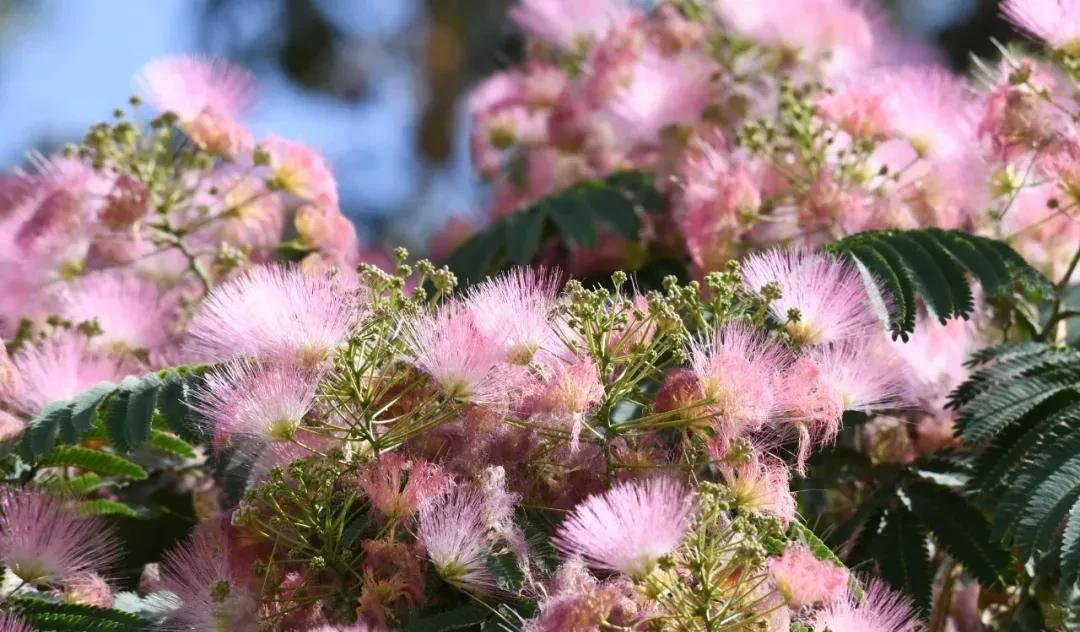 不需舟车劳顿去远方，身边便有夏日最香艳的诗～合欢花，相思树