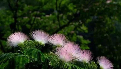 不需舟车劳顿去远方，身边便有夏日最香艳的诗～合欢花，相思树