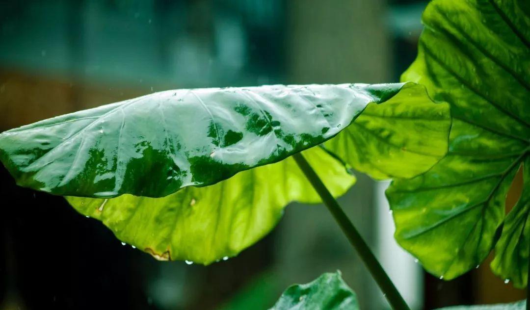 关于夏雨的优美诗句（夏雨清凉的诗句）