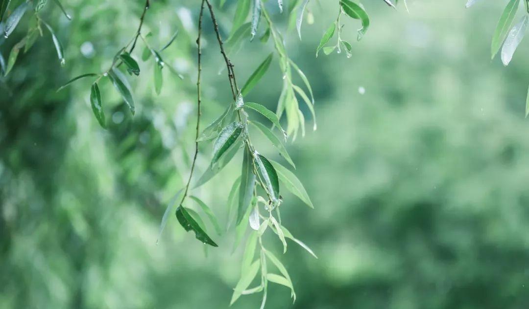 关于夏雨的优美诗句（夏雨清凉的诗句）