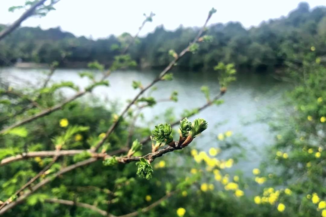 春天江西的风景优美（写江西的美景）