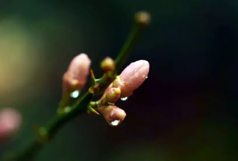 春寒料峭古诗（春寒古诗鉴赏）