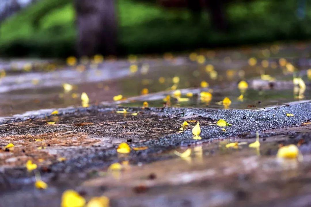 关于秋雨的唯美诗词（秋雨之美诗词大全）