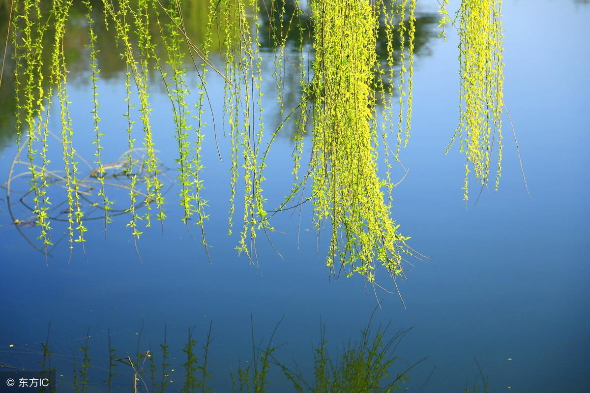 带有柳的诗句大全飞花令（带柳字的诗句飞花令100句）