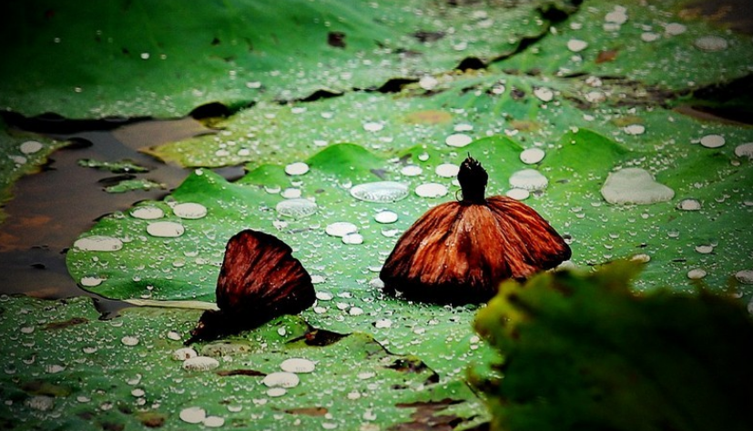 最经典的关于秋雨的古诗词（关于秋雨的浪漫诗句）