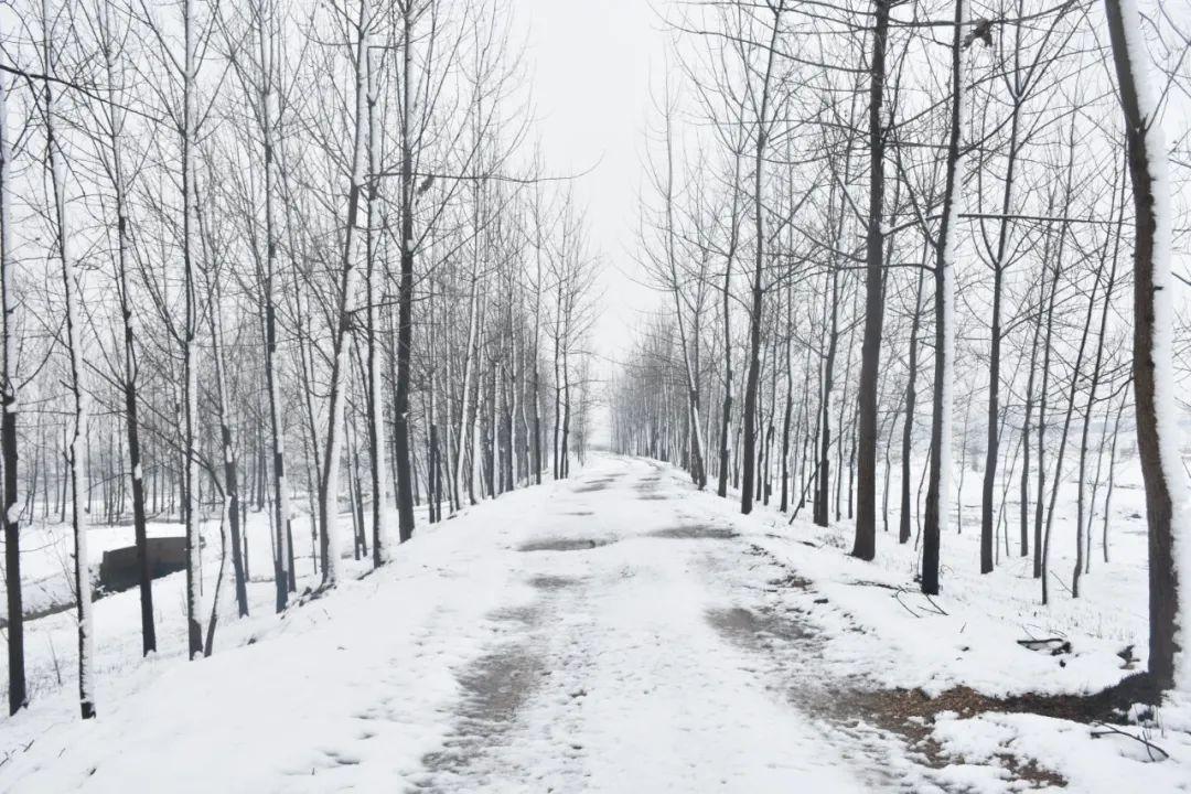 关于冬雪的优美诗句（写冬雪的诗）