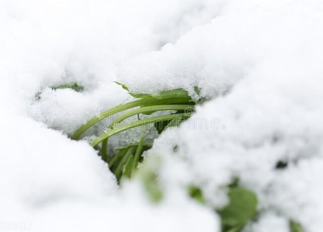 写雪的古诗文有哪些（古诗中咏雪的佳句）