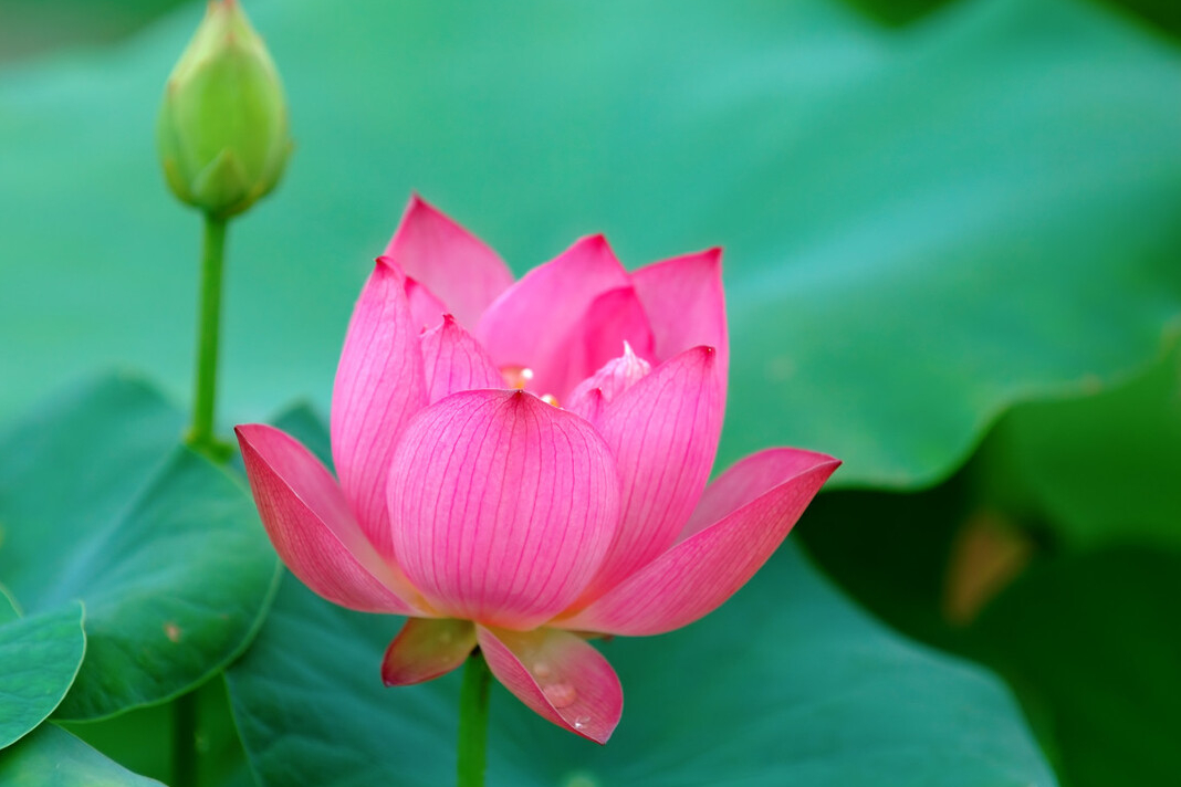 赞美花开花落诗词七绝（与花有关的七言绝句）