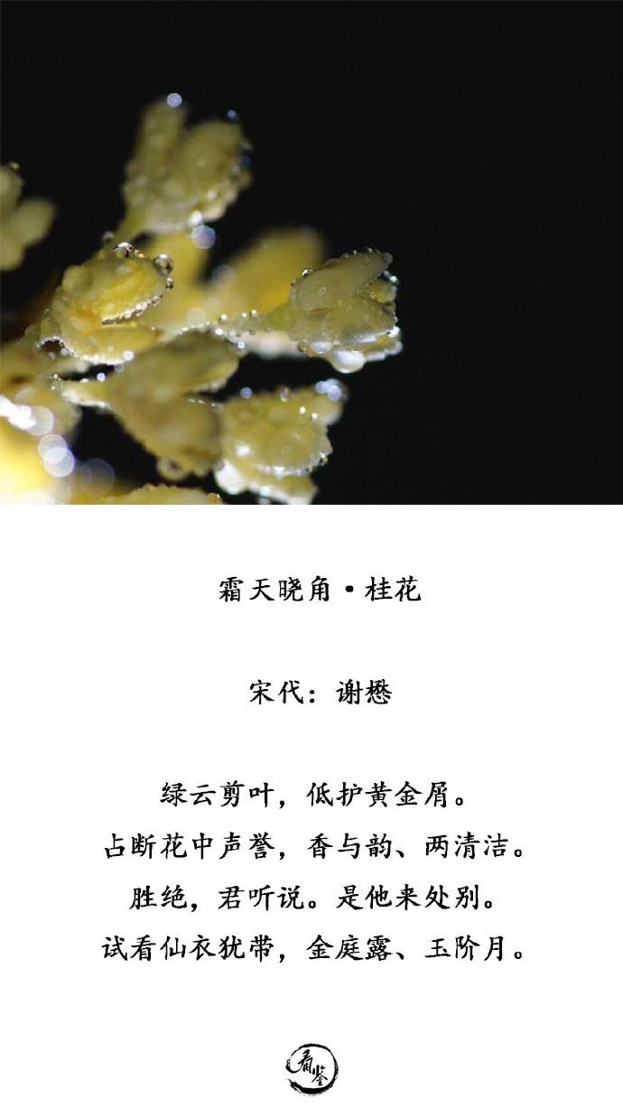 吟咏桂花的诗句（歌咏桂花的诗句有哪些）