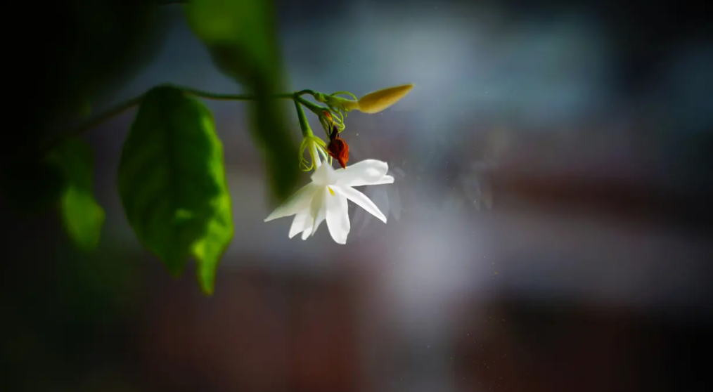 关于茉莉花的古诗有哪些（描述茉莉花的古诗词）