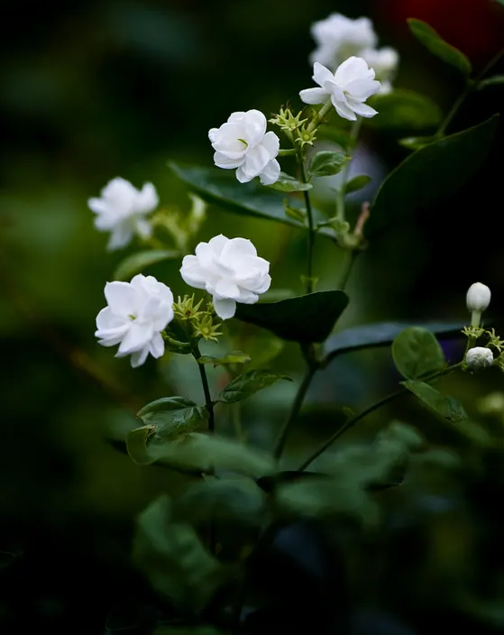 关于茉莉花的古诗有哪些（描述茉莉花的古诗词）