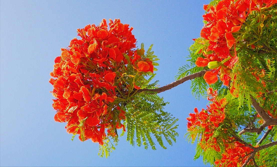 一花一世界，花如女人，女人如花，愿你貌美如花，芬芳优雅岁月